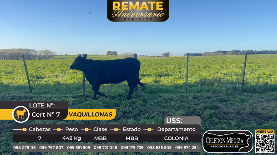 Lote 7 Vaquillonas  en Colonia