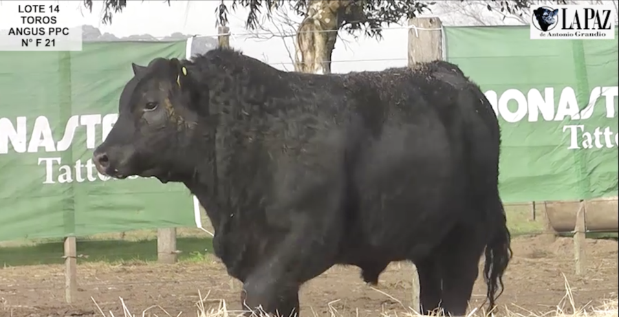 Lote TOROS PUROS POR CRUZA