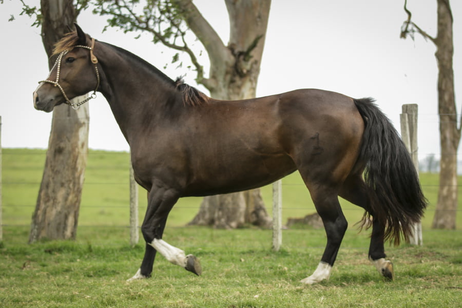 Lote FORTALEZA DE LA COLINA R.P 85