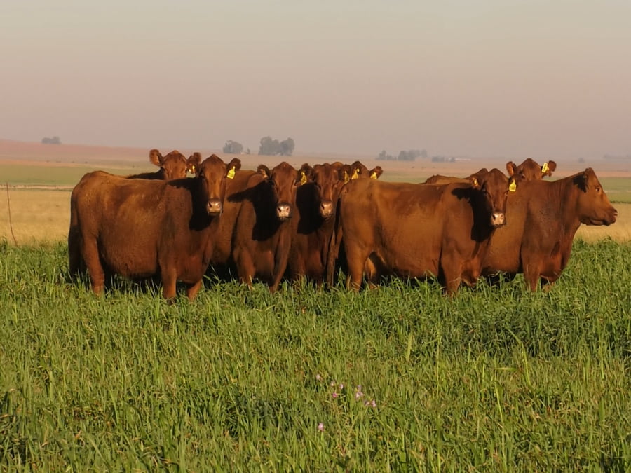 Lote VACAS A. ANGUS COLORADAS P. CONTROLADAS C/ GTIA DE PREÑEZ