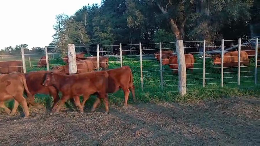 Lote 36 Terneras