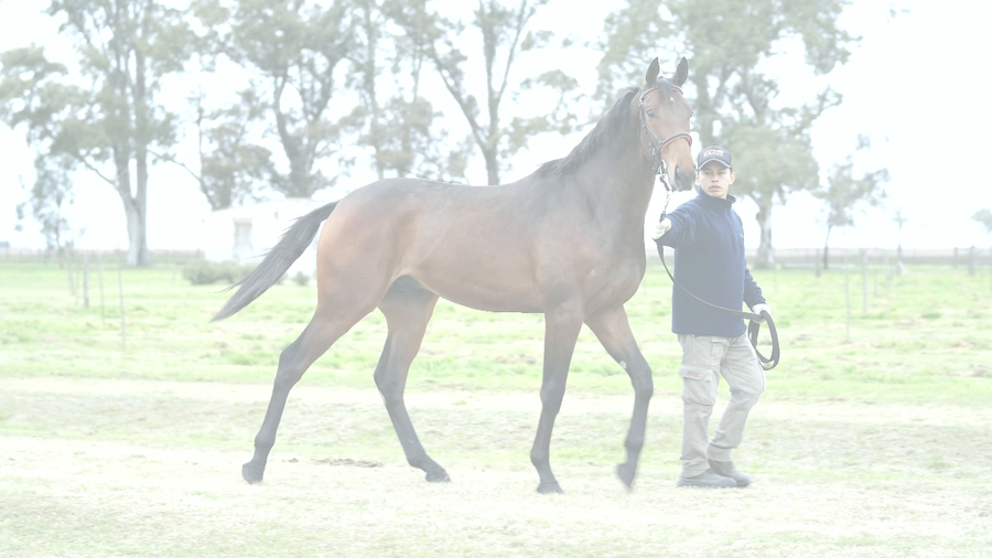 Lote NI LO DIGO (NICODEMUS -  DEAR WENDY)