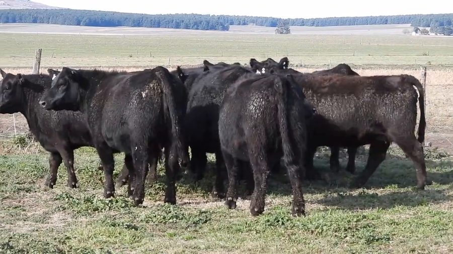 Lote SAN MANUEL DE TANDIL S.A.