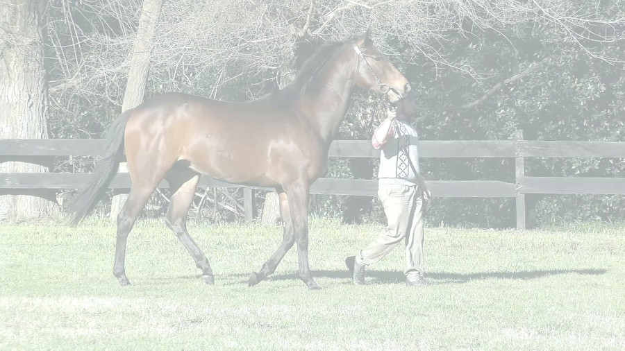 Lote KEME TIME (ANNALS OF TIME - KIONA)