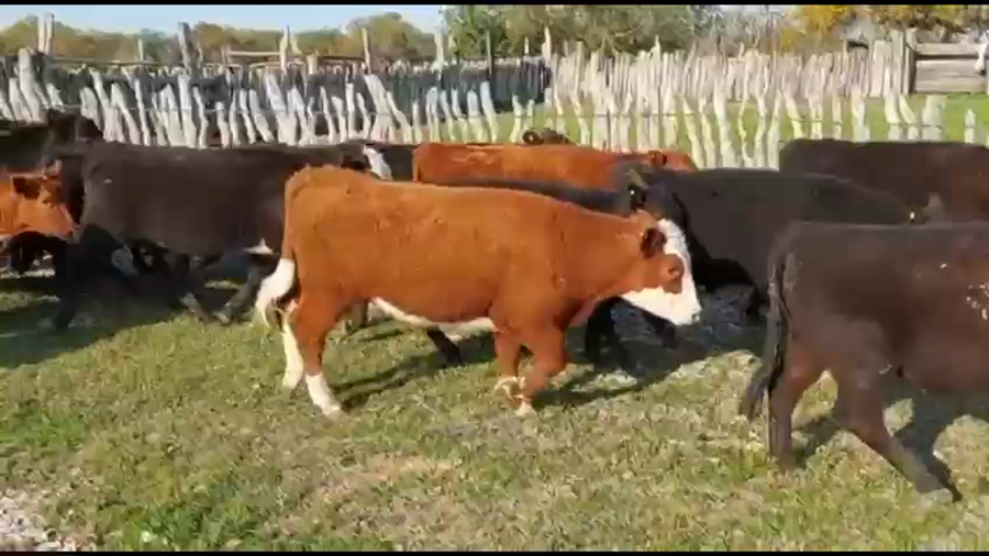 Lote 75 Terneros/as en Federal, Entre Ríos