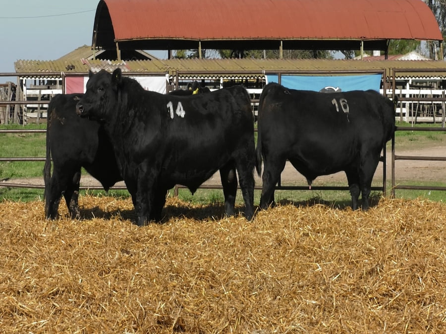 Lote TOROS ANGUS NEGROS PC