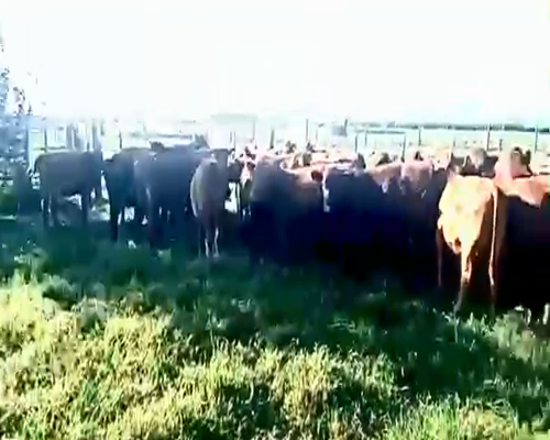 Lote 20 Terneras en Viamonte, Córdoba