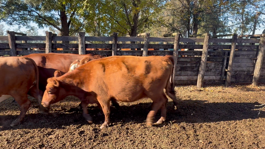 Lote 35 Vacas  en Corrientes, Juan Pujol