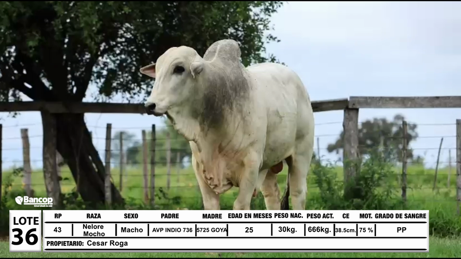 Lote Lote 36