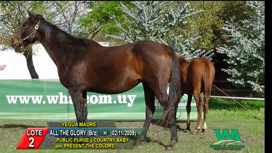 Lote ALL THE GLORY (Brz)