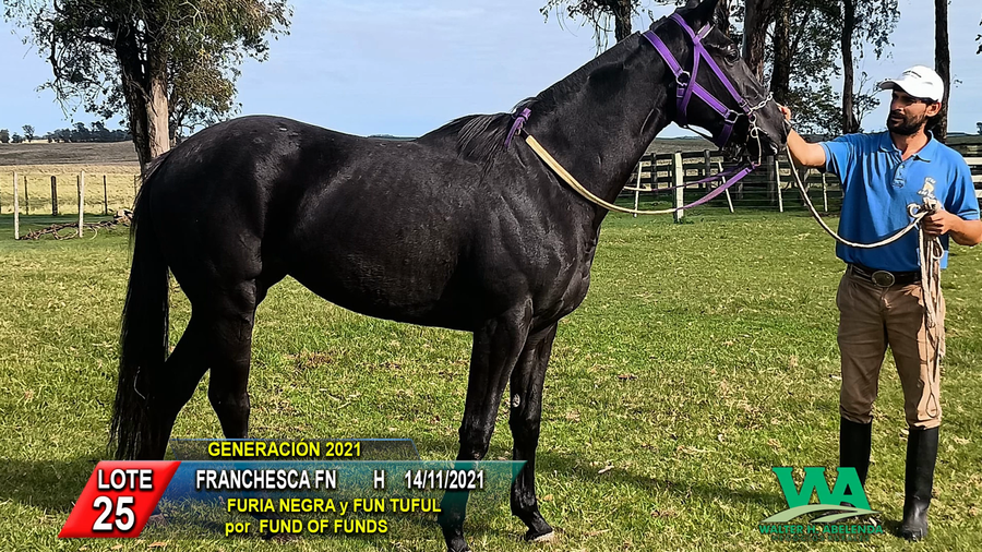 Lote FRANCHESCA FN