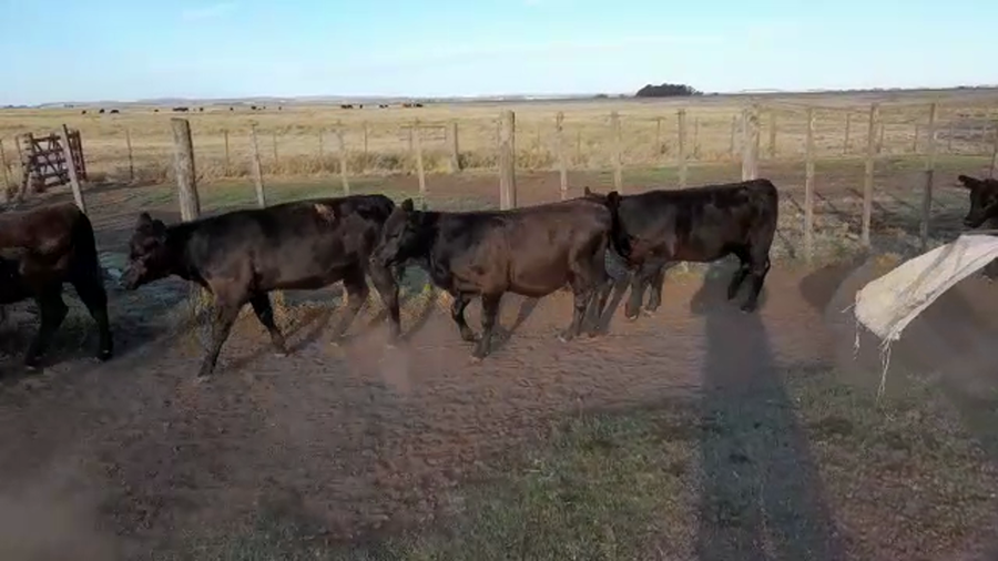 Lote 20 Terneros/as en Benito Juárez, Buenos Aires