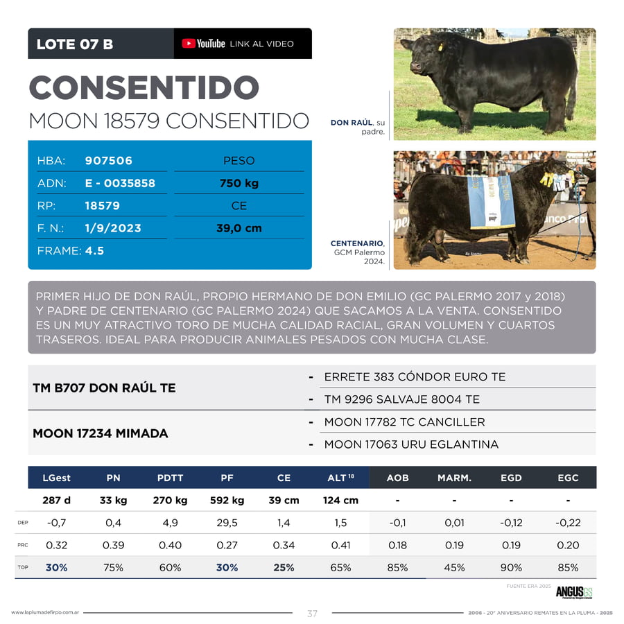 Lote RP 18579 - TOROS PP ELITE