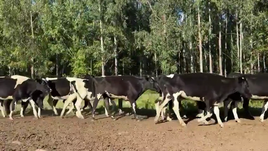 Lote 22 Vaquillonas  a remate en Pantalla Camy, San José