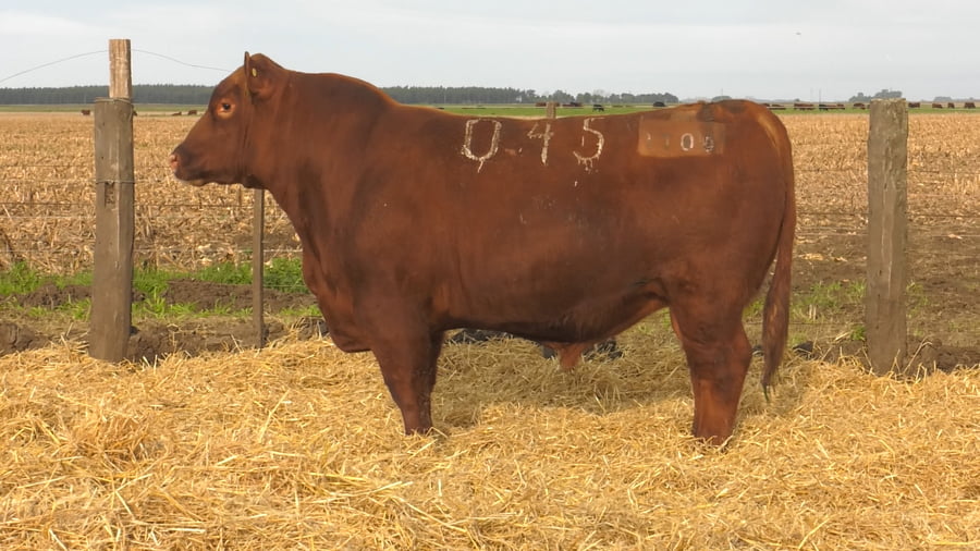 Lote Toros PC Colorados