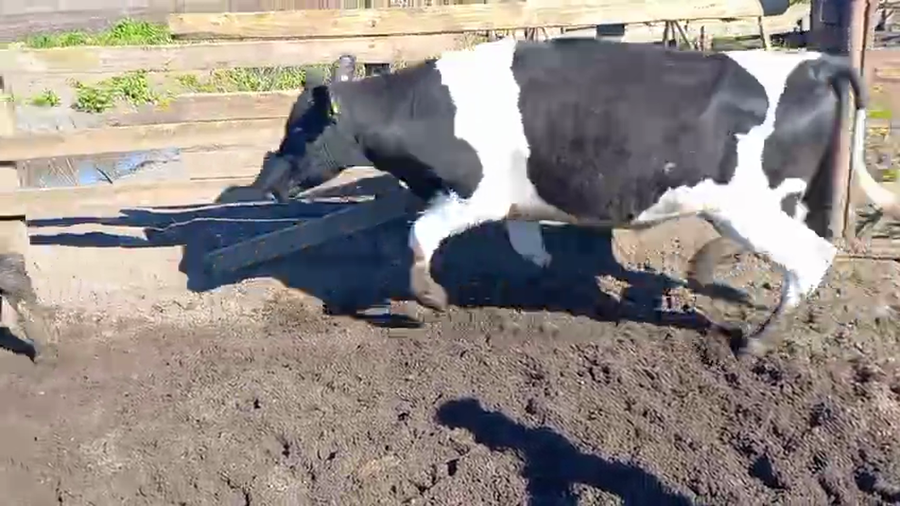Lote 40 Novillo Gordo en Cabrero, VIII Región Biobío