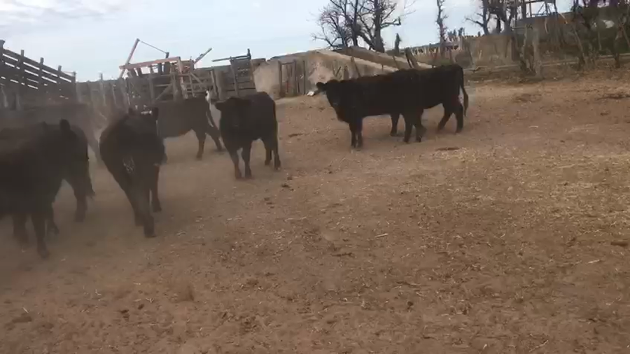 Lote 86 Vaquillonas en Gral. Villegas, Buenos Aires