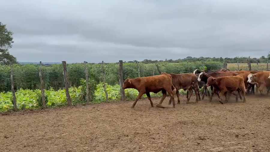 Lote 126 Terneros en Corrientes, Santo Tomé