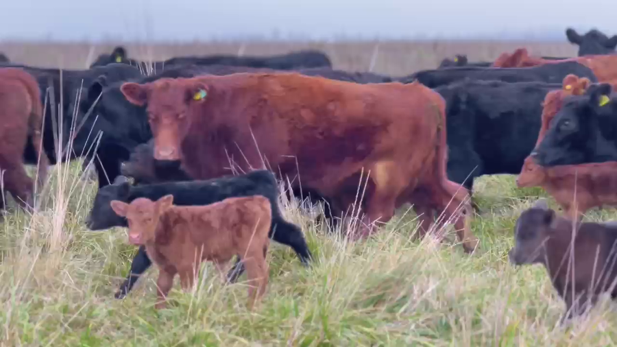 Lote 150 Vaquillonas C/ cria en Roque Pérez, Buenos Aires