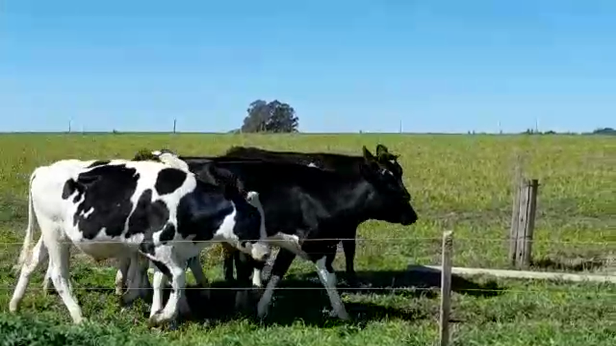 Lote (Vendido)6 Novillos HOLANDO a remate en PANTALLA FEDERICO GARLAND 250kg -  en CUFRE