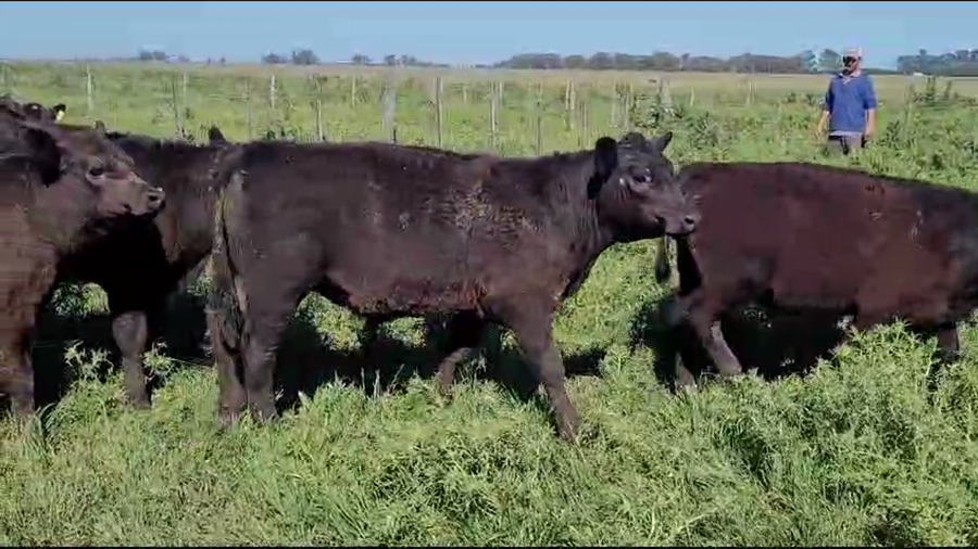 Lote 39 Terneros en Gral. Las Heras, Buenos Aires