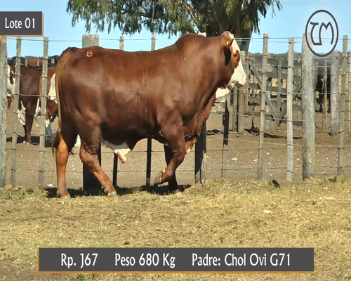 Lote TORO BRAFORD