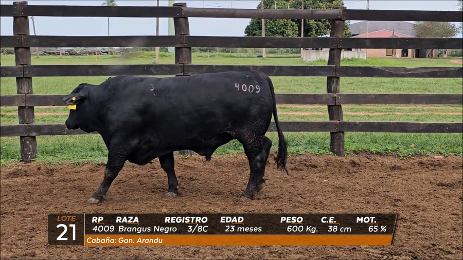 Lote Toro