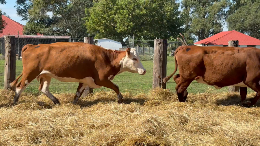Lote 36 Vacas nuevas Preñadas en Corrientes, Curuzú-Cuatiá
