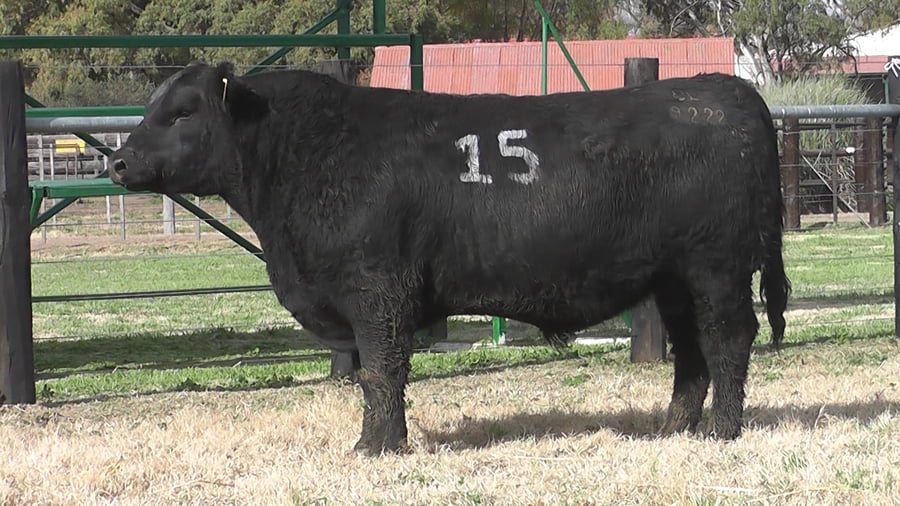 Lote TOROS ANGUS PC