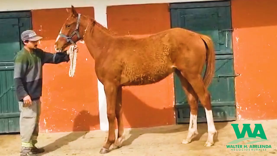 Lote NN/25- SWEET YASMIN (Brz)