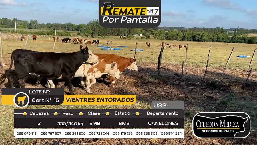 Lote 3 Vientres Entorados en Otra Localidad, Canelones