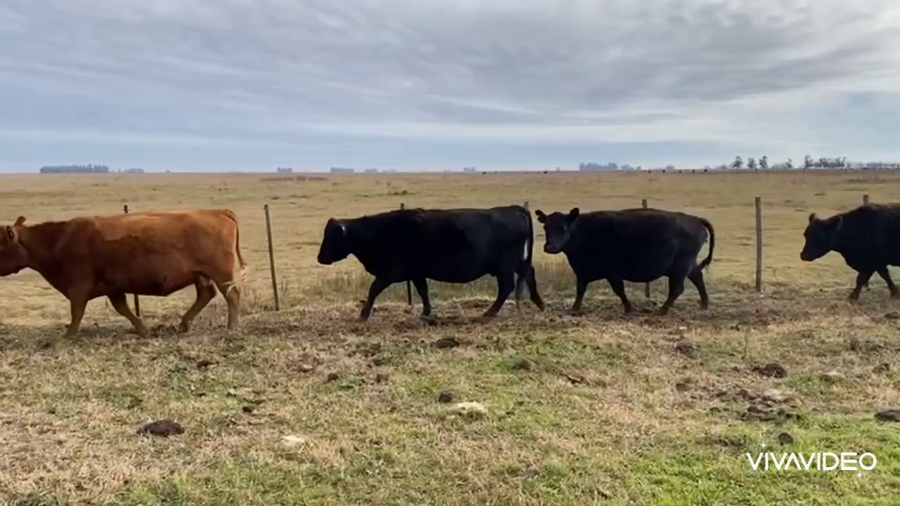 Lote 100 Vacas usadas preñadas en Tapalqué, Buenos Aires