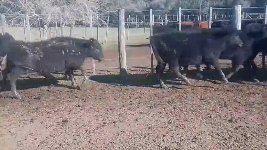 Lote 56 Terneras