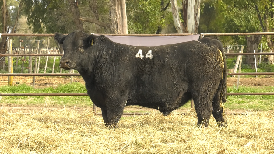 Lote TOROS ANGUS NEGROS  PC