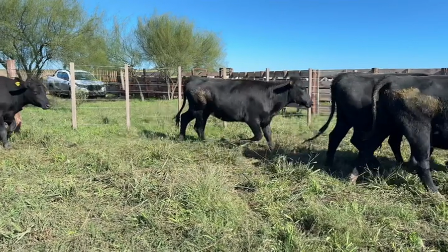 Lote VAQUILLONAS +2 AÑOS