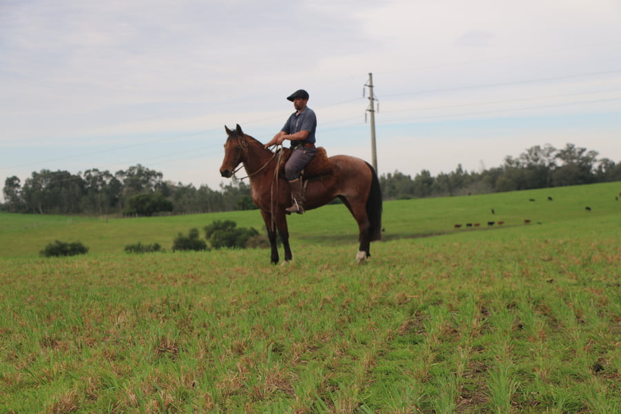 Lote SANTA GLORIA FLOR DEL PAGO