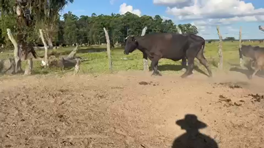 Lote 46 Vacas medio uso C/ cria en Tapebicuá, Corrientes