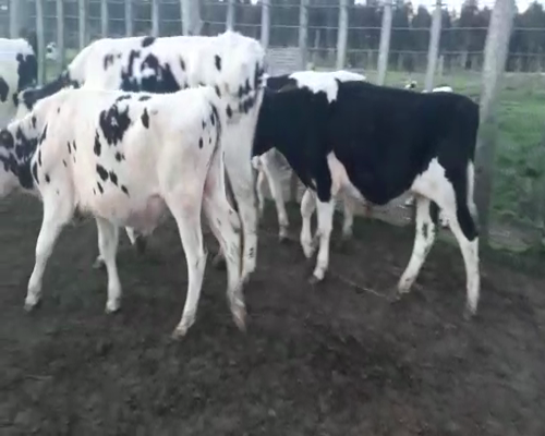 Lote 7 Novillos HOLANDO a remate en Pantalla Aniversario 250kg - , San José