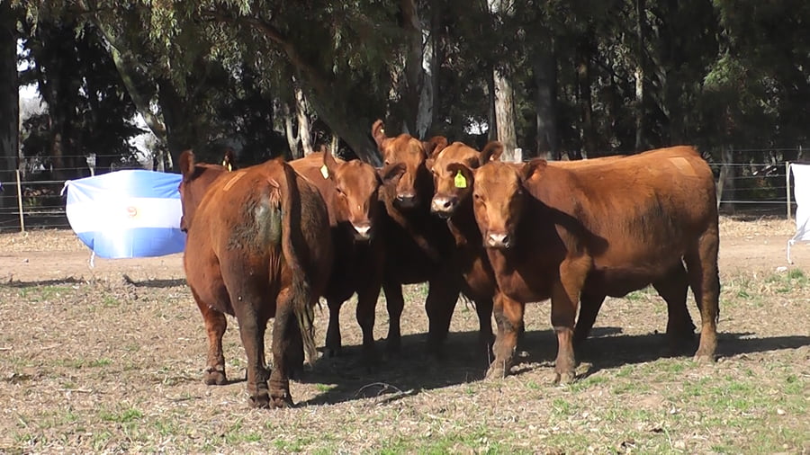 Lote VAQUILLONAS PURAS CONTROLADAS CON GARANTIA DE PREÑEZ