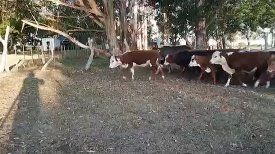 Lote 90 Terneros/as en Esquina, Corrientes