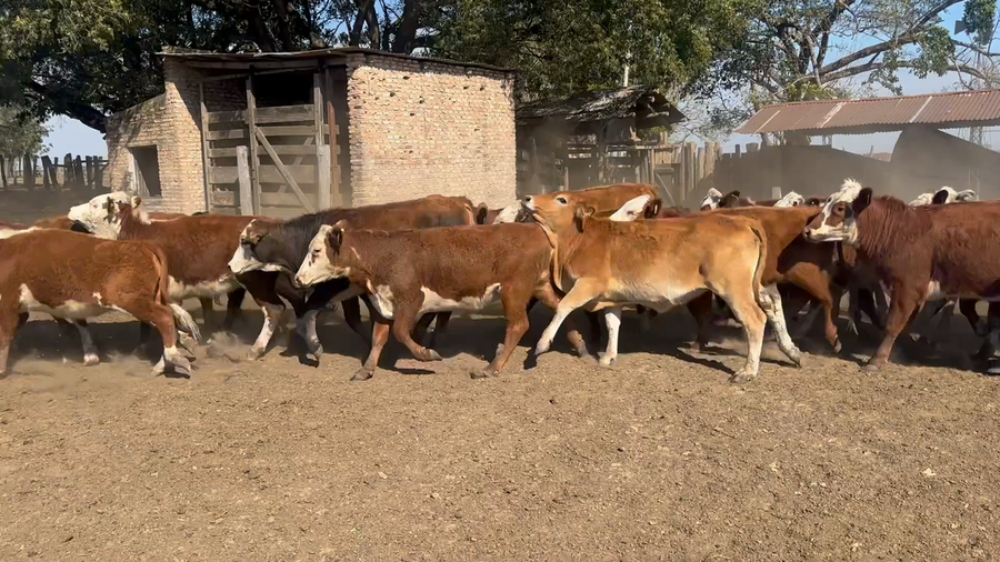 Lote 100 Terneras en Corrientes, San Roque