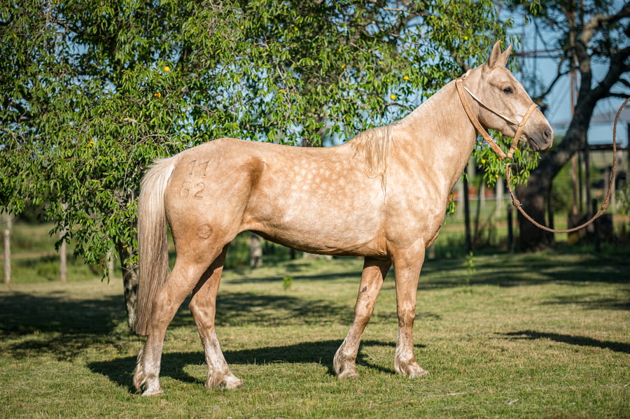 Lote Pincelada Del Queguay