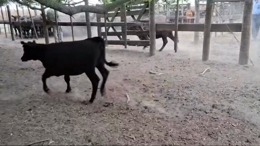 Lote 103 TERNEROS/AS BRANGUS EN COL. SILVA, SANTA FE