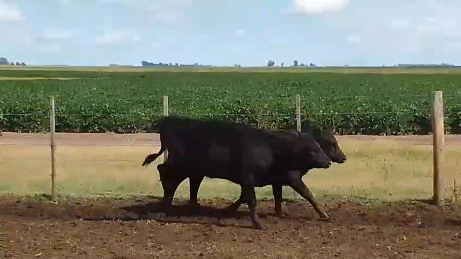 Lote 63 Terneras en Pirovano