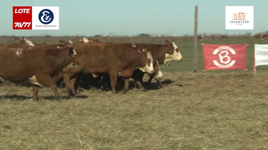 Lote Vaquillas Braford Generales para Servicio (Aptas Reproductivas por Tacto Rectal)