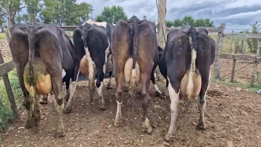 Lote 4 Vaca a remate en Ultima pantalla del año - Escritorio Camy 520kg - , San José