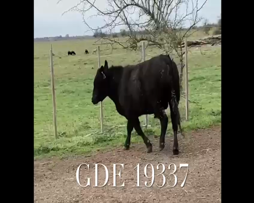 Lote 1 Toros en Punta Indio, Buenos Aires