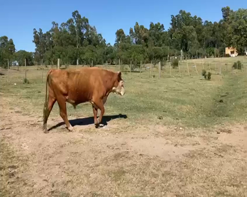 Lote (Vendido)8 Terneras CRUZA BRAFORD a remate en 2da Pantalla ENTRE MARTILLOS 250kg -  en CARRETA QUEMADA