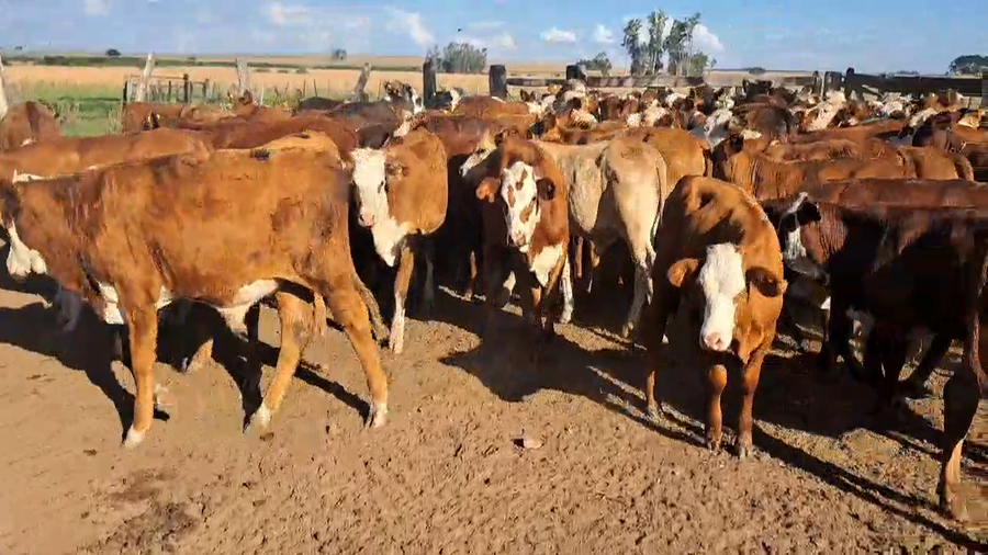 Lote 125 Terneros/as