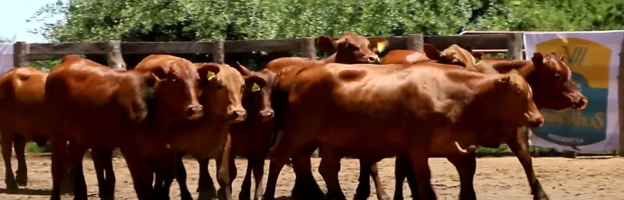 Lote VAQUILLAS CBO 0 REGISTRADAS - PREÑADAS